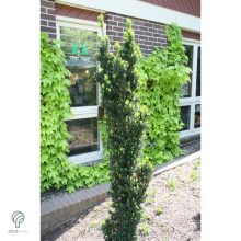 Oszlopos tiszafa / Taxus x media 