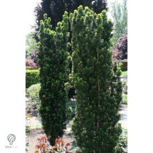 Oszlopos tiszafa / Taxus x media 