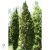 Oszlopos tiszafa / Taxus x media 