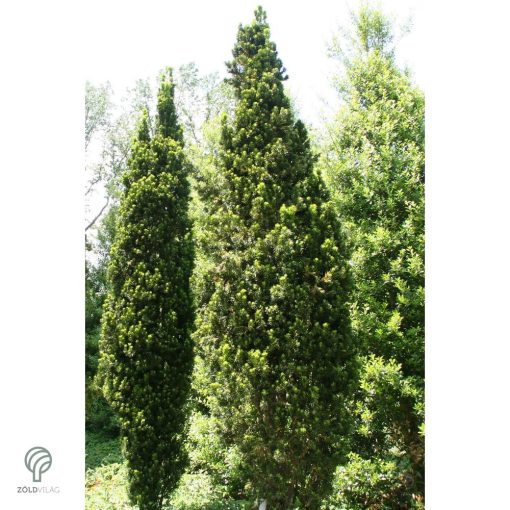 Oszlopos tiszafa / Taxus x media 
