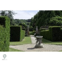 Oszlopos tiszafa / Taxus x media 