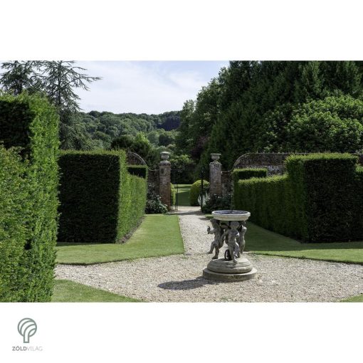 Oszlopos tiszafa / Taxus x media 