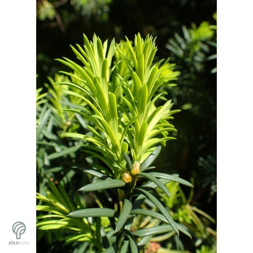 Oszlopos tiszafa / Taxus x media 