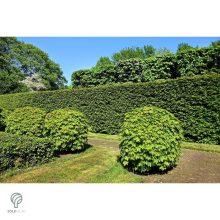 Oszlopos tiszafa / Taxus x media 