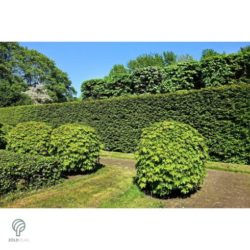 Oszlopos tiszafa / Taxus x media 