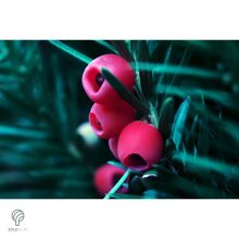 Oszlopos tiszafa / Taxus x media 