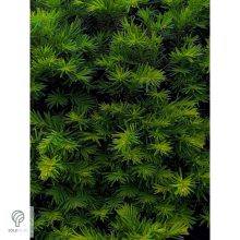 Oszlopos tiszafa / Taxus x media 