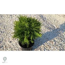 Danica törpe gömb tuja konténerben