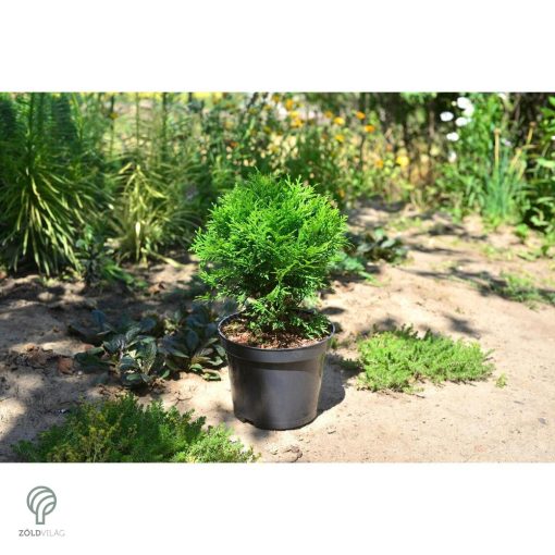 Danica törpe gömb tuja konténerben