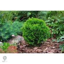 Danica törpe gömb tuja konténerben