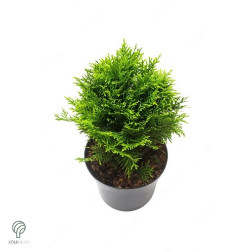 Danica törpe gömb tuja konténerben