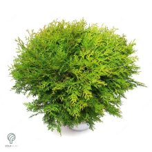 Danica törpe gömb tuja konténerben