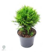 Danica törpe gömb tuja konténerben