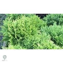 Danica törpe gömb tuja konténerben