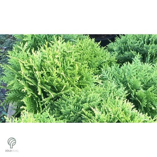 Danica törpe gömb tuja konténerben