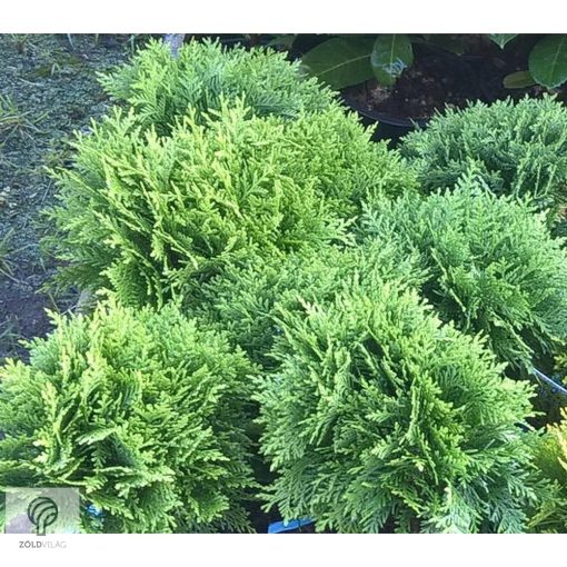 Danica törpe gömb tuja konténerben