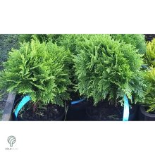 Danica törpe gömb tuja konténerben