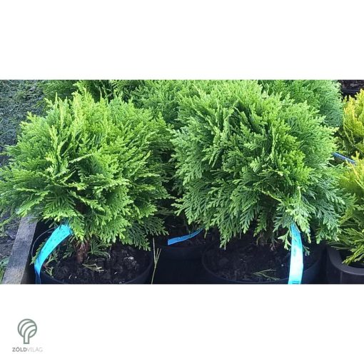 Danica törpe gömb tuja konténerben