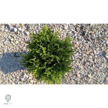 Danica törpe gömb tuja konténerben