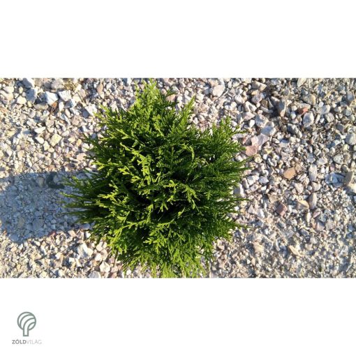 Danica törpe gömb tuja konténerben