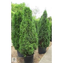Smaragd tuja / Thuja occidentalis 'Smaragd'