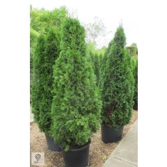 Smaragd tuja / Thuja occidentalis 'Smaragd'