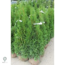 Smaragd tuja / Thuja occidentalis 'Smaragd'