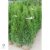 Smaragd tuja / Thuja occidentalis 'Smaragd'