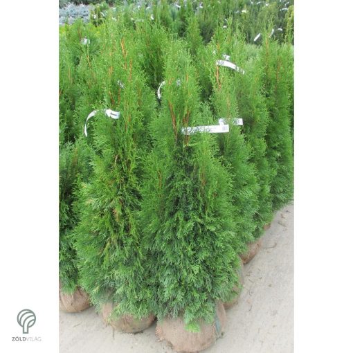 Smaragd tuja / Thuja occidentalis 'Smaragd'