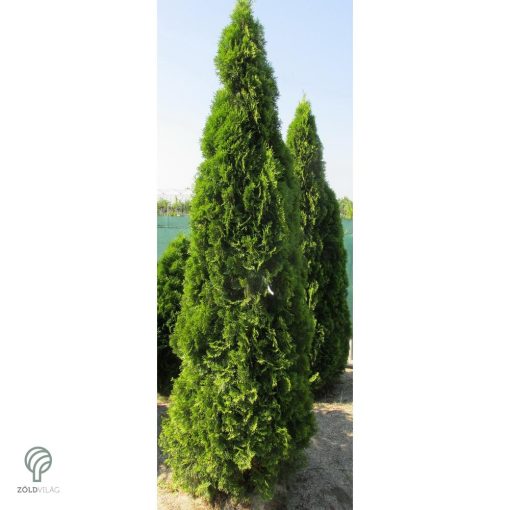 Smaragd tuja / Thuja occidentalis 'Smaragd'