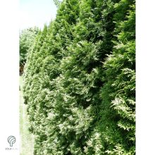 Smaragd tuja / Thuja occidentalis 'Smaragd'