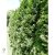 Smaragd tuja / Thuja occidentalis 'Smaragd'