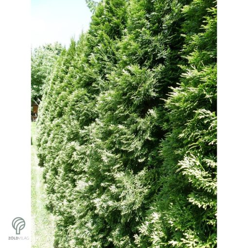 Smaragd tuja / Thuja occidentalis 'Smaragd'