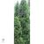 Smaragd tuja / Thuja occidentalis 'Smaragd'