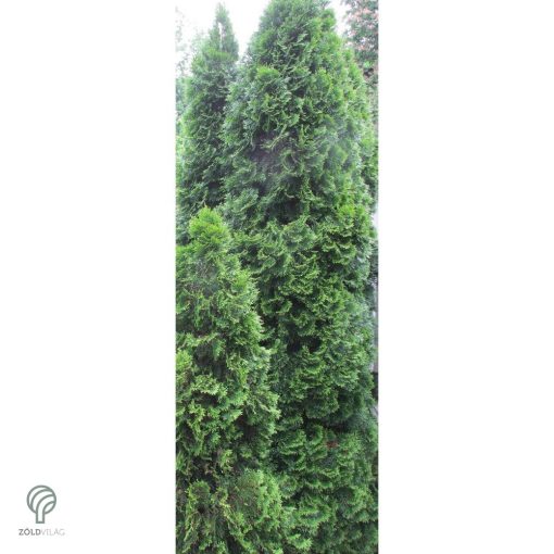 Smaragd tuja / Thuja occidentalis 'Smaragd'