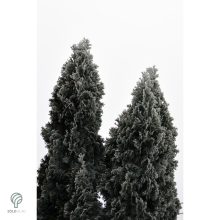 Smaragd tuja / Thuja occidentalis 'Smaragd'