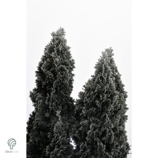 Smaragd tuja / Thuja occidentalis 'Smaragd'
