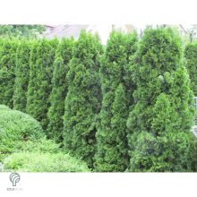 Smaragd tuja / Thuja occidentalis 'Smaragd'
