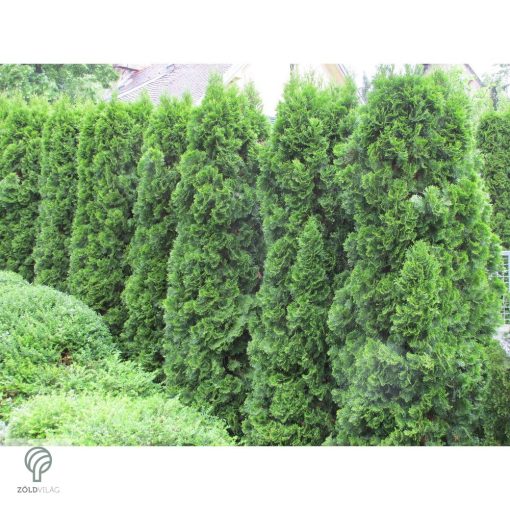 Smaragd tuja / Thuja occidentalis 'Smaragd'