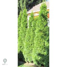 Smaragd tuja / Thuja occidentalis 'Smaragd'