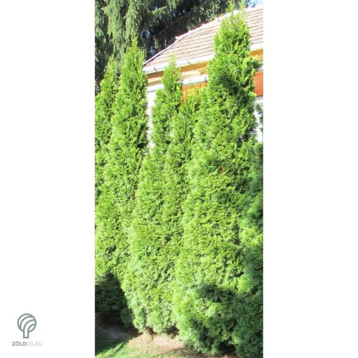 Smaragd tuja / Thuja occidentalis 'Smaragd'