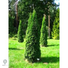 Smaragd tuja / Thuja occidentalis 'Smaragd'