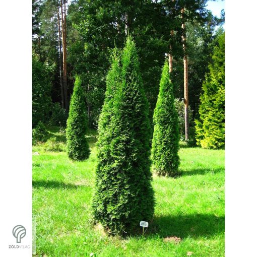 Smaragd tuja / Thuja occidentalis 'Smaragd'