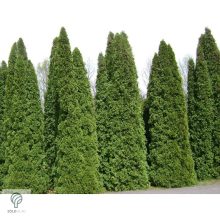 Smaragd tuja / Thuja occidentalis 'Smaragd'