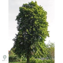 Nagylevelű hárs díszkertben