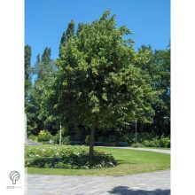 Nagylevelű hárs díszkertben