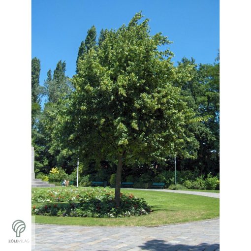 Nagylevelű hárs díszkertben