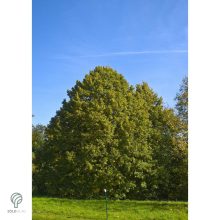 Nagylevelű hárs díszkertben