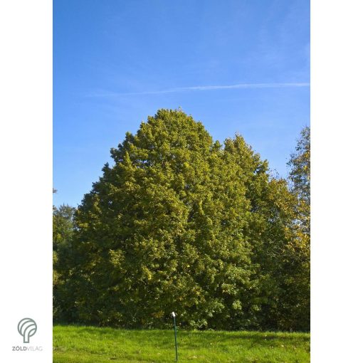 Nagylevelű hárs díszkertben