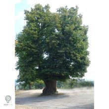 Nagylevelű hárs díszkertben